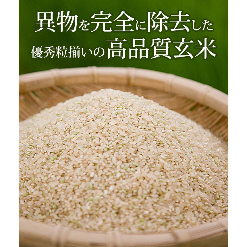 キヌヒカリ 玄米 10kg 奥信濃キヌヒカリ 令和6年産 長野県飯山