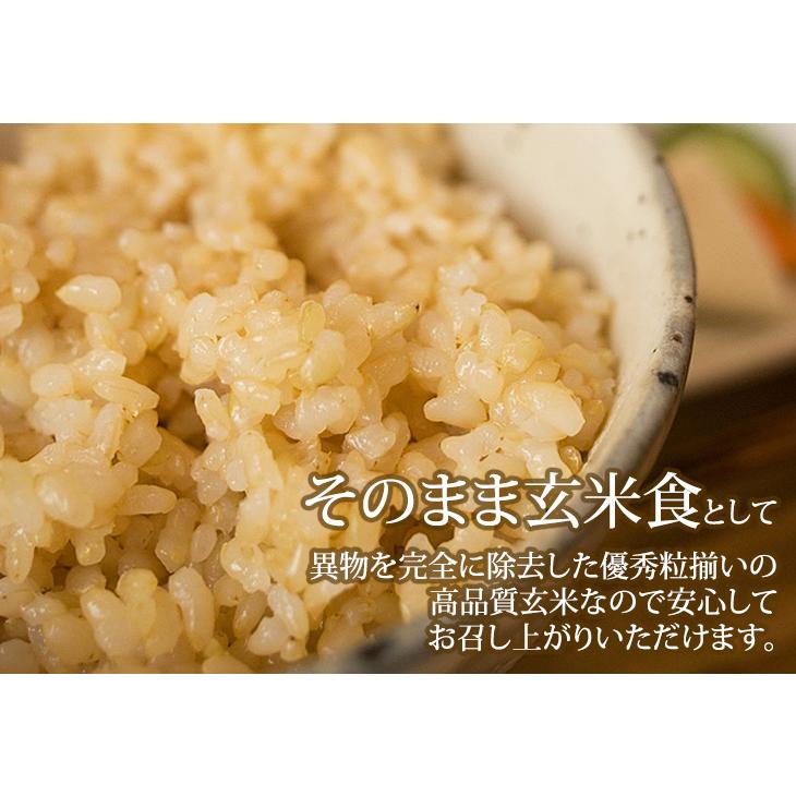 キヌヒカリ 玄米 10kg 奥信濃キヌヒカリ 令和7年産 長野県飯山 : 金崎 
