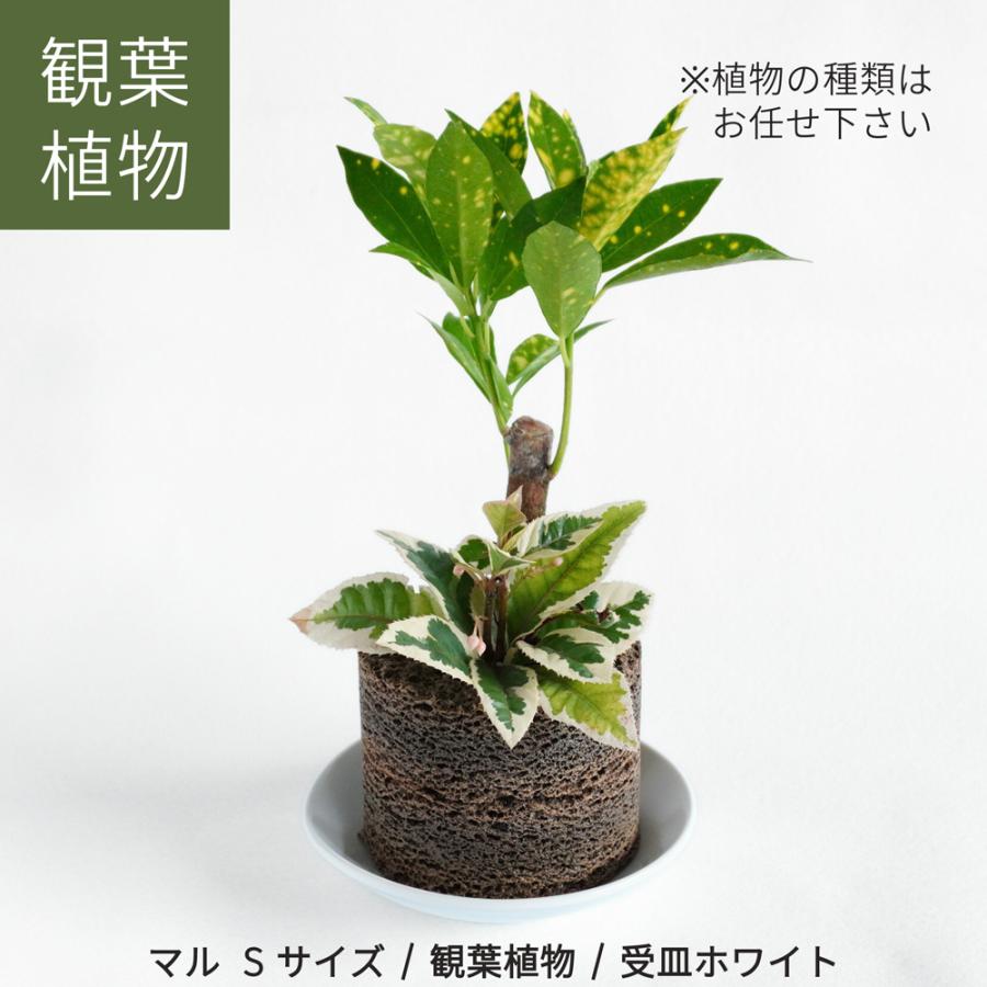 ≪トーケン≫Buddy MARU（マル） Sサイズ【植彩インテリア バディー