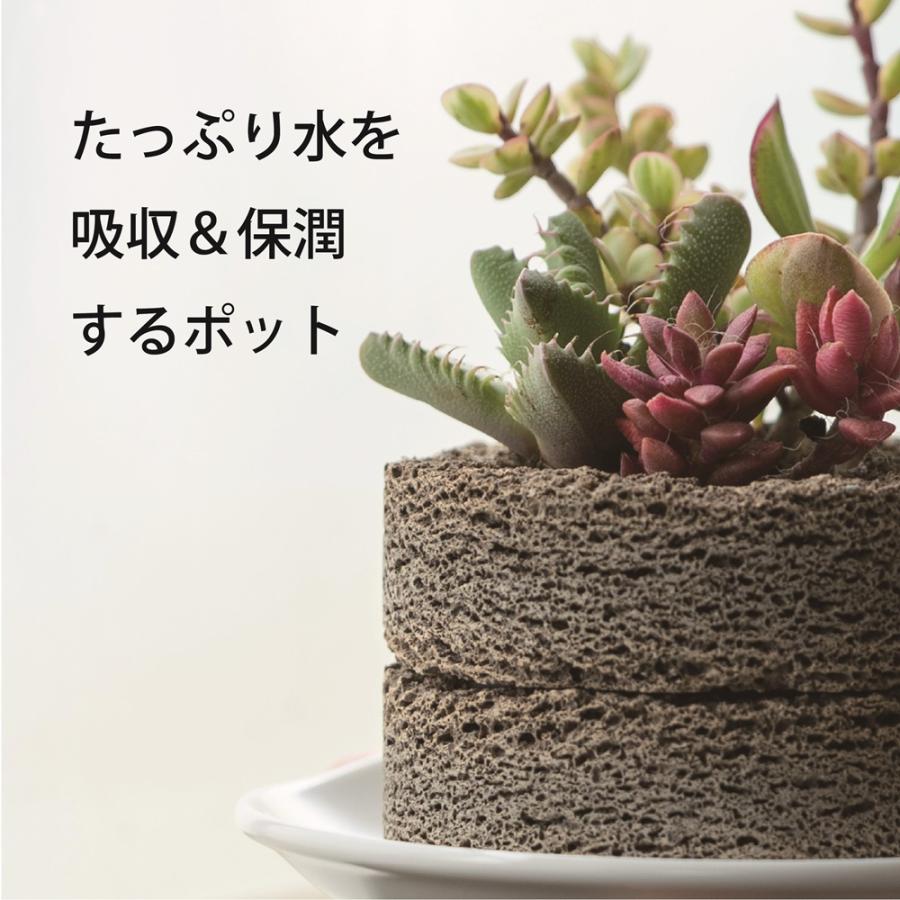 ≪トーケン≫Buddy MARU（マル） Mサイズ【植彩インテリア バディー 