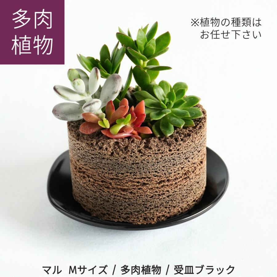 ≪トーケン≫Buddy MARU（マル） Mサイズ【植彩インテリア バディー 