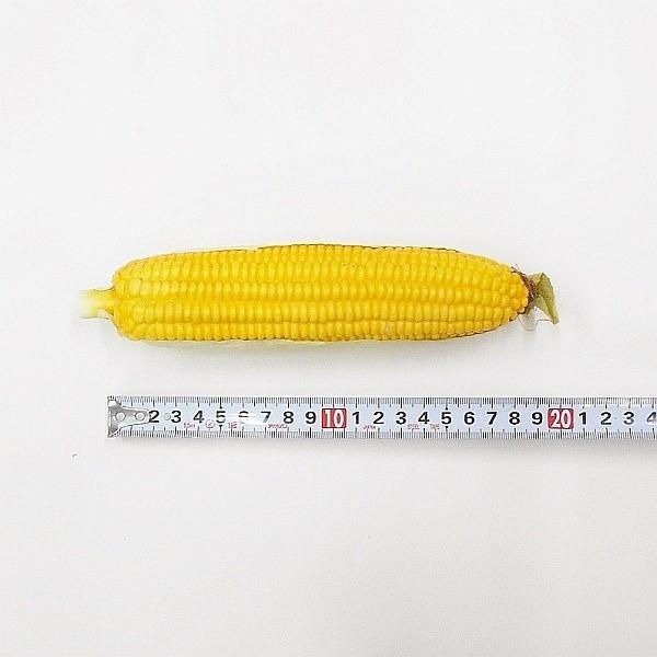 造花 トウモロコシ とうもろこし フェイクフード 食品サンプル F39 P2gqfqgzun フラワーデコレーションハセガワ 通販 Yahoo ショッピング