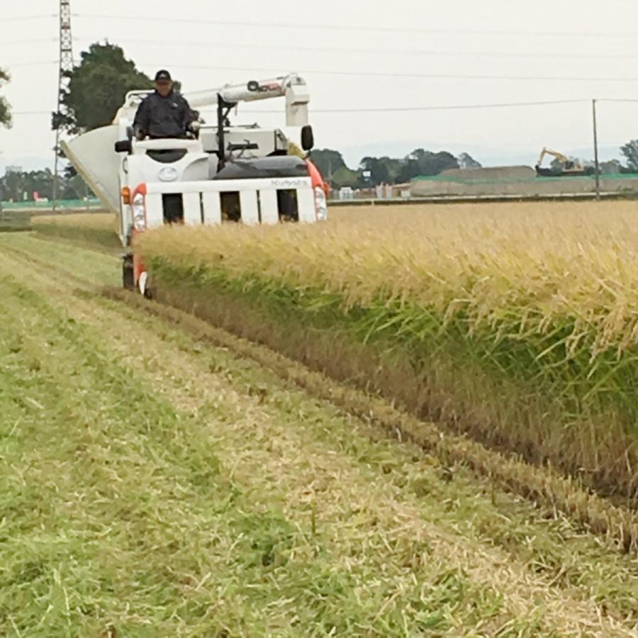 令和7年産 特別栽培ゆめぴりか 玄米 10kg】特別栽培 今摺り米 減農薬