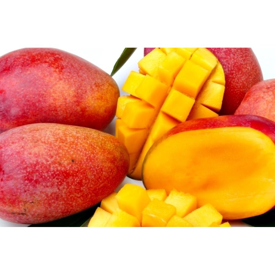 マンゴー 沖縄産 贈答用 秀品　約1kg（2玉〜4玉入り） 沖縄県糸満産 完熟アップルマンゴー お中元　夏ギフト |  | 01