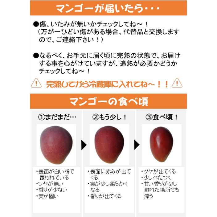 マンゴー 沖縄産 贈答用 秀品　約1kg（2玉〜4玉入り） 沖縄県糸満産 完熟アップルマンゴー お中元　夏ギフト |  | 08