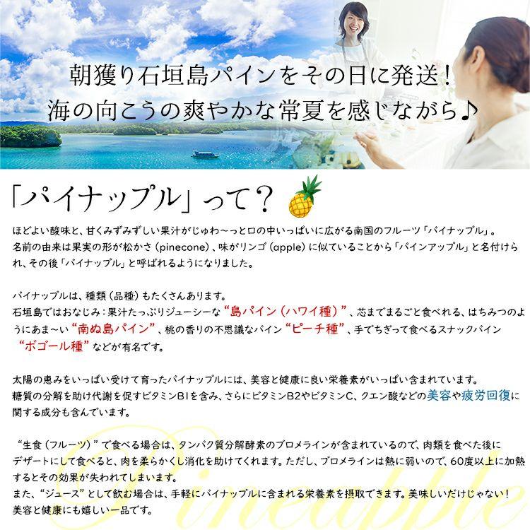 パイン 石垣島産 ピーチパイン パイナップル 送料無料 ピーチ種  約1kg(1〜2玉) 常温 4月下旬以降出荷予定 予約 パインアップル |  | 02