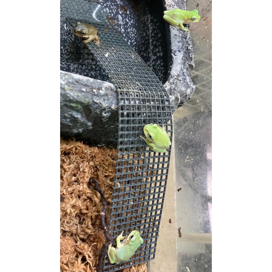 イエアメガエルCB　2ｃｍ前後　10匹セット 