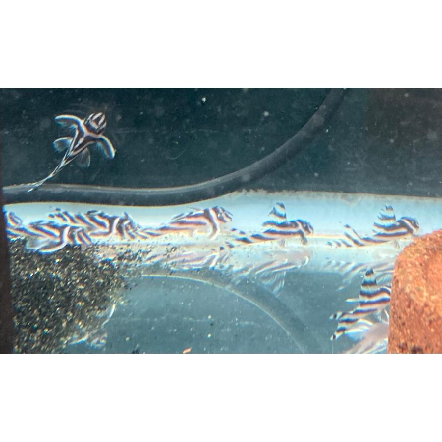 超特盛ミラクルプライス インペリアルゼブラプレコ　4cm前後(ヒレ込み)　10匹セット 【UOI1545604769】(54890円)