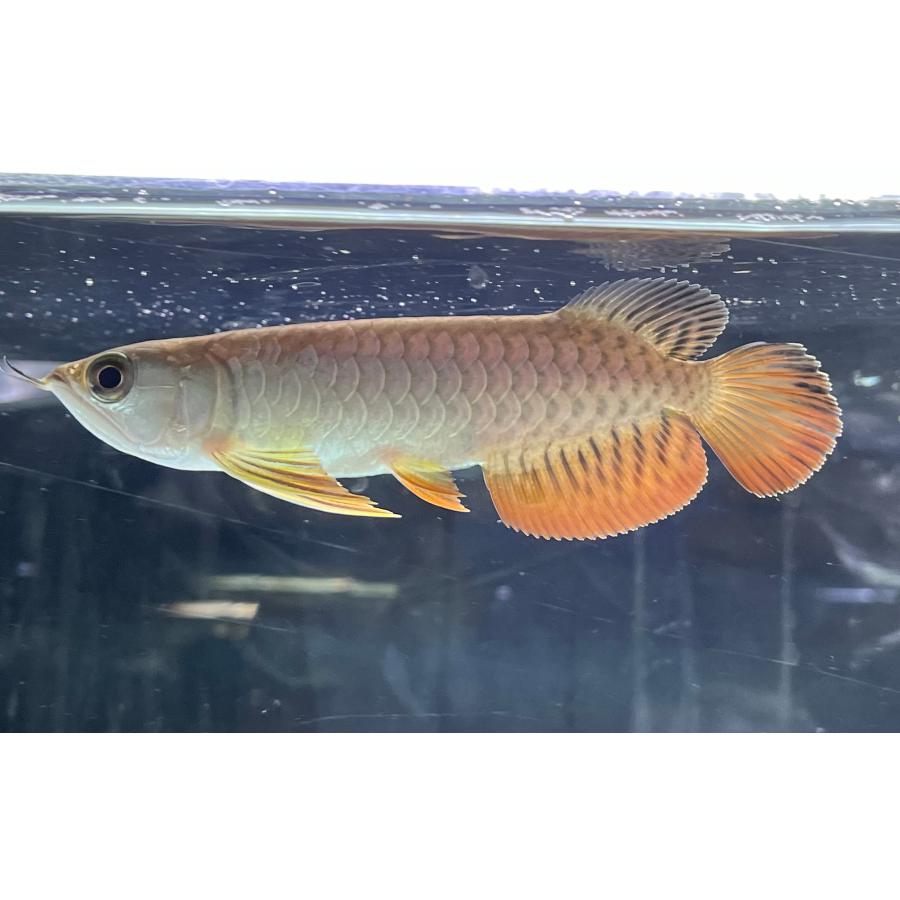 アジアアロワナ 紅尾金龍 鰭込み約15cm