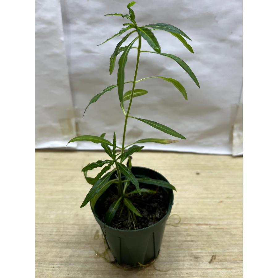 カンボジアロックプラント 2057かねだい八千代店 通販 Yahoo!ショッピング