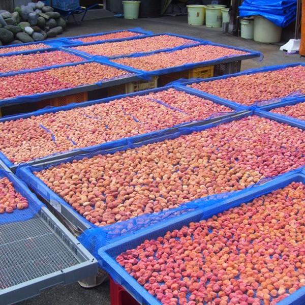 訳あり・粒不揃い 昔ながらの梅干し1.3kg（無添加 自家製梅・手もみしそ使用 深瀬善兵衛商店） |  | 02