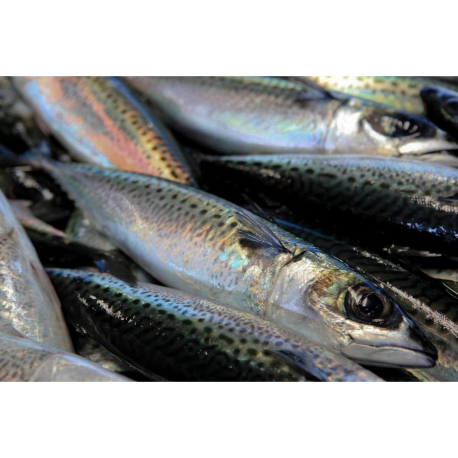 さば煮 こうじ味噌煮 常温 半身約1g Sbm01 焼津カネヨ 通販 Yahoo ショッピング