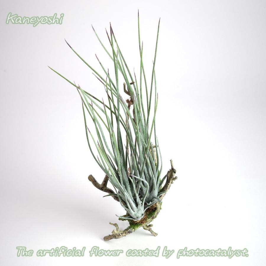 光触媒 チランジア 着生 シルバー 8703 想花 通販 Yahoo ショッピング