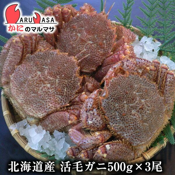 往復送料無料 活毛がに 500g 3尾セット 北海道産 極上毛ガニ お取り寄せ ギフト お土産 通販 Babylonrooftop Com Au