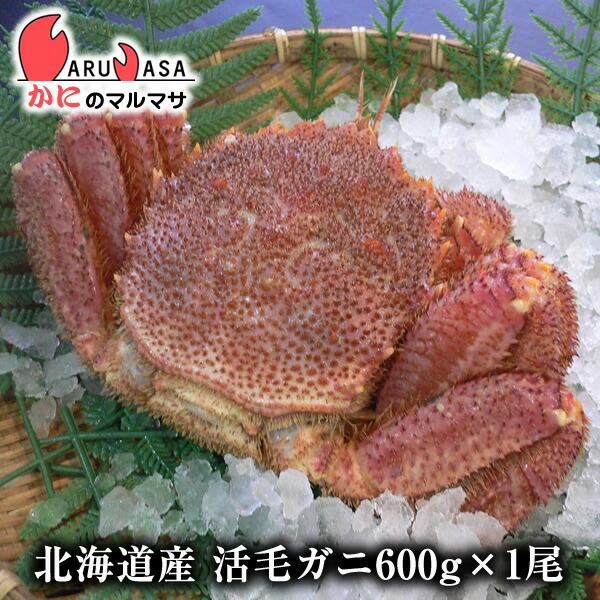 活毛がに 600g 超可爱 1尾 北海道産 極上毛ガニ ギフト 通販 母の日 お土産