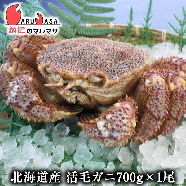 活毛がに 700g 1尾セット 翌日便対応 北海道産 かにのマルマサ 極上毛ガニ カニ かに 蟹 毛蟹 毛ガニ 通販 贈り物 道産品 母の日 ギフト