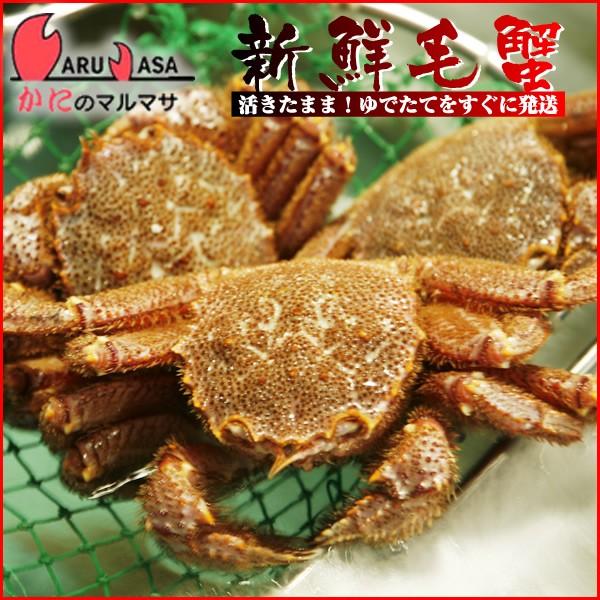 活毛がに 750g 1尾 北海道産 かにのマルマサ 極上毛ガニ カニ かに 蟹 毛蟹 毛がに お土産 通販 贈り物 母の日 ギフト｜kani-marumasa｜02