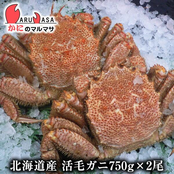 素晴らしい 活毛がに 750g 2尾セット 北海道産 極上毛ガニ 通販 母の日 ギフト お土産