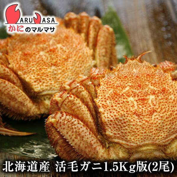 活毛がに 1.5kg端っこ 2尾仕掛ける またの日便相応う 北海道産 かにのマルマサ 限りない毛ガニ 蟹 かに 蟹 毛蟹 毛ガニ 通信販売 差し上げ物 道産品 お取り寄せ 差し上げ物 魚介類、海産物-食品