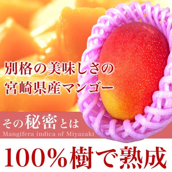 訳あり 宮崎県産 完熟 アップルマンゴー 宮崎マンゴー 約1kg ご予約