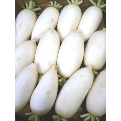 薬味に最適 辛み大根 辛味大根 だいこん ダイコン 1箱2.5kg : 食品の