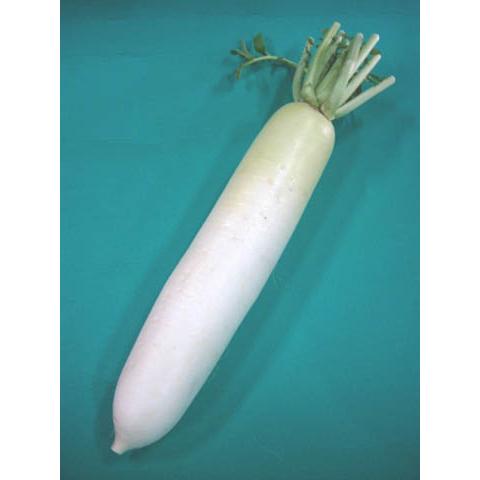 日常の一般野菜 だいこん ダイコン 大根 1本 : 食品のネットスーパー