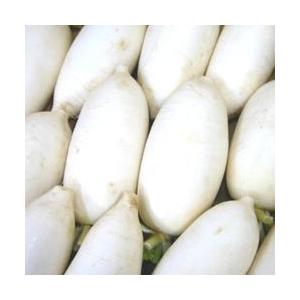 最新最全の 薬味に最適 辛み大根 辛味大根 1本 だいこん ダイコン