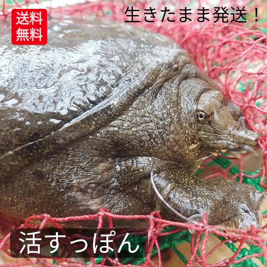 予約】 活 天然すっぽん 700g 以上 活すっぽん 生 スッポン 鼈 生体 姿