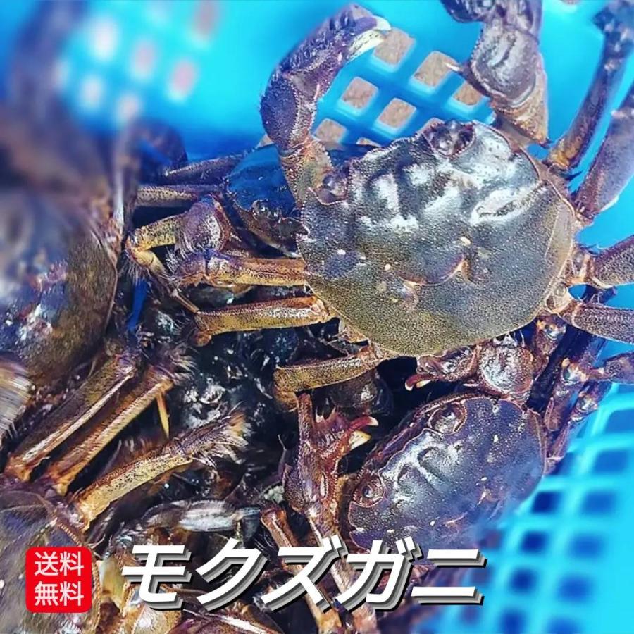 予約】 モクズガニ オス 大サイズ 5〜6匹 1kg〜 天然 活 生 上海ガニ