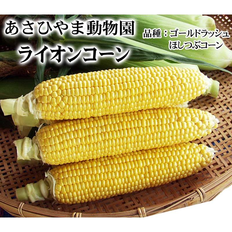 予約商品 送料無料 黄色種 とうもろこし　ライオンコーン 10本入り 北海道 トウモロコシ スイートコーン ゴールドラッシュ 野菜 とうきび なんば コーン 爆買 | ブランド登録なし | 02