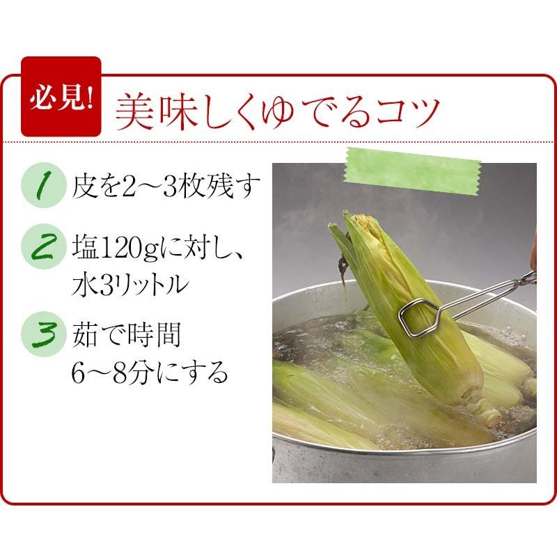 予約商品 送料無料 白い とうもろこし　白くまコーン　10本入り 北海道 トウモロコシ スイートコーン ホワイトコーン 野菜 とうきび なんば コーン 通販 爆買 | ブランド登録なし | 09