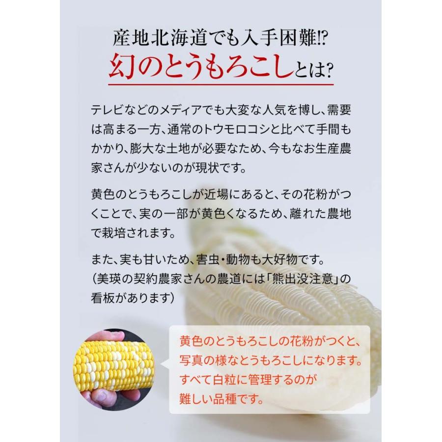 (送料無料)白いとうもろこし 白くまコーン 10本入り　生食 北海道産スイートコーン 朝もぎ生とうきびお取り寄せ｜kanitaro｜06