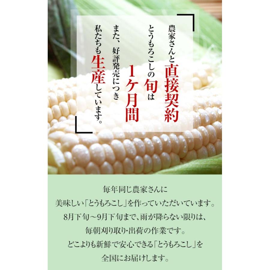 (送料無料)白いとうもろこし 白くまコーン 10本入り　生食 北海道産スイートコーン 朝もぎ生とうきびお取り寄せ｜kanitaro｜07