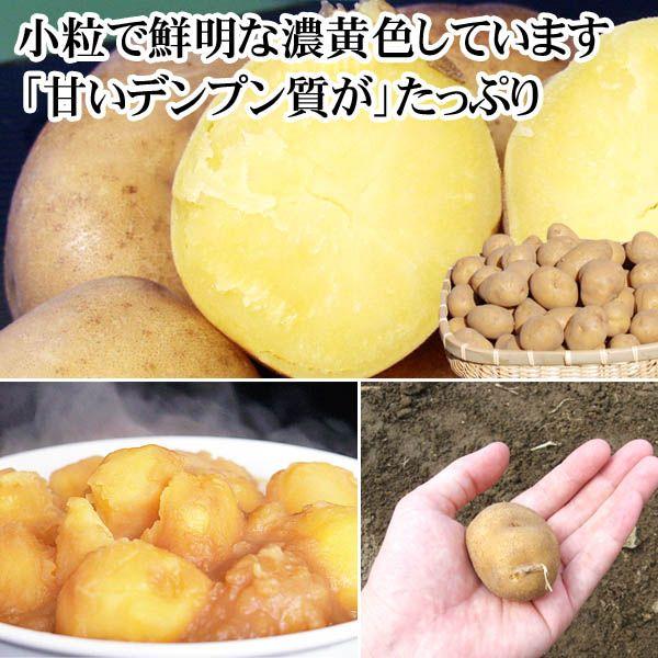 (送料無料)北海道産じゃがいも　インカのめざめ　4kg(新じゃが　S〜Lサイズ混合　インカの目覚め・芋)希少種のジャガイモです。グルメお取り寄せ｜kanitaro｜02