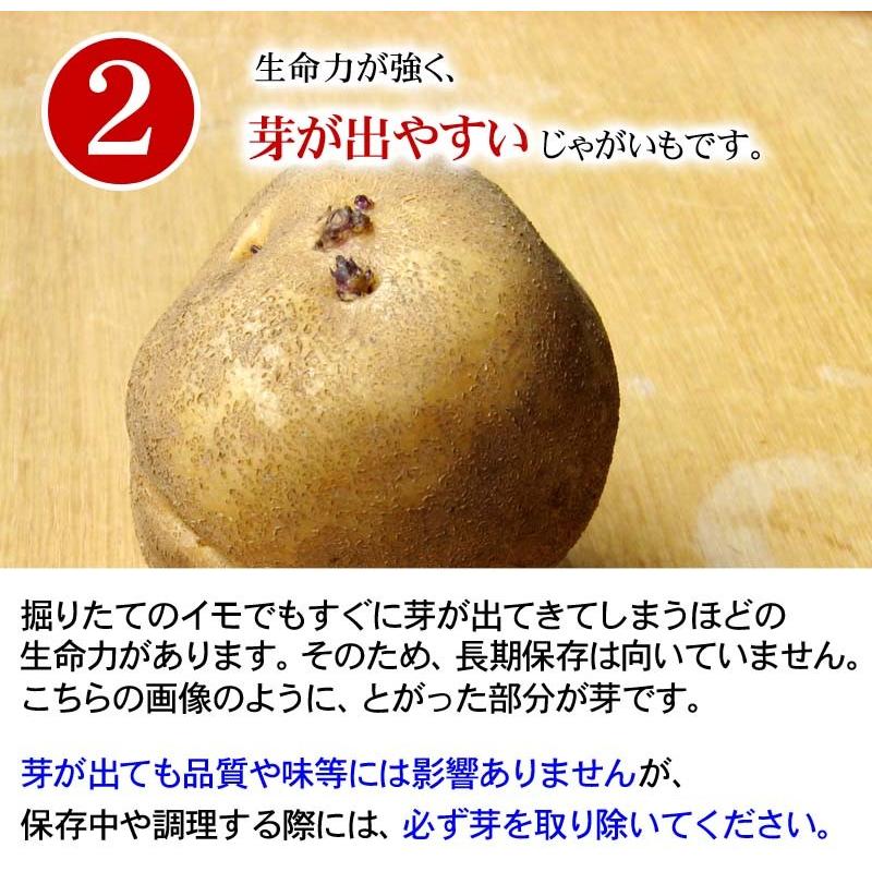 送料無料) 北海道産 じゃがいも インカのめざめ 4kg(新じゃが S 送料無料) 北海道産 じゃがいも インカのめざめ 4kg(新じゃが S
