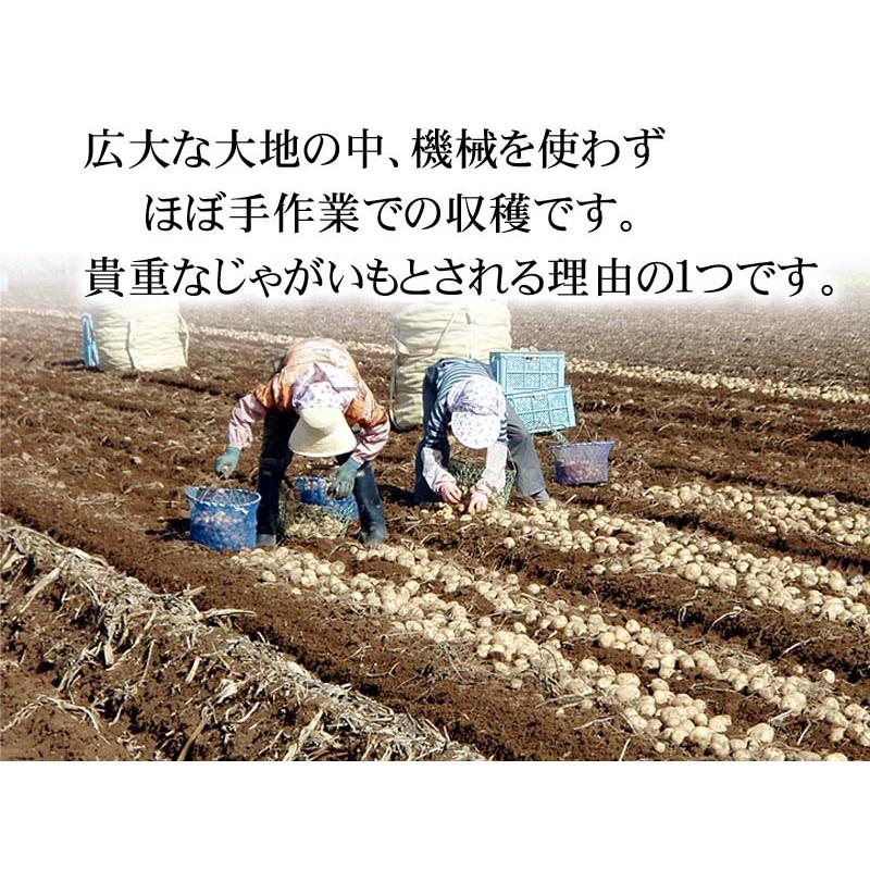 (送料無料 Ｓサイズ)北海道産じゃがいも　インカのめざめ　小型 10kg(新じゃが　インカのめざめ・芋)希少種のジャガイモです。グルメお取り寄せ｜kanitaro｜05