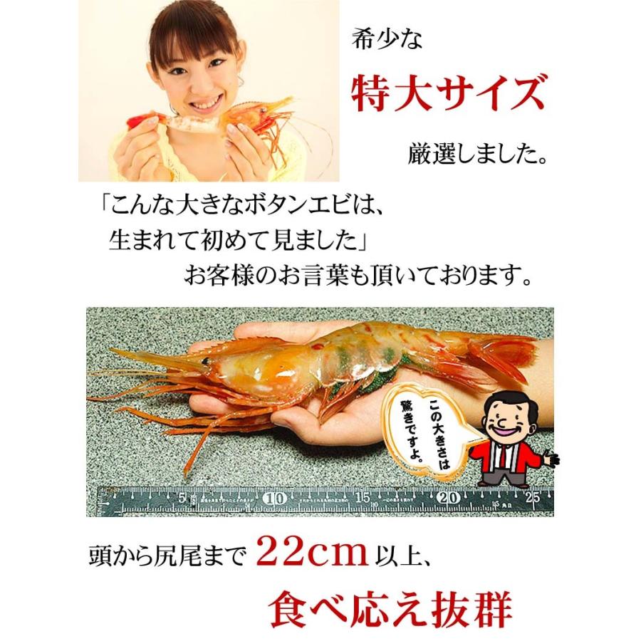 特大子持ち ボタンエビ冷凍 2Lサイズ 500g(7〜9尾入) ぼたんえび 特大子持ち ボタンエビ冷凍 2Lサイズ 500g(7〜9尾入) ぼたんえび