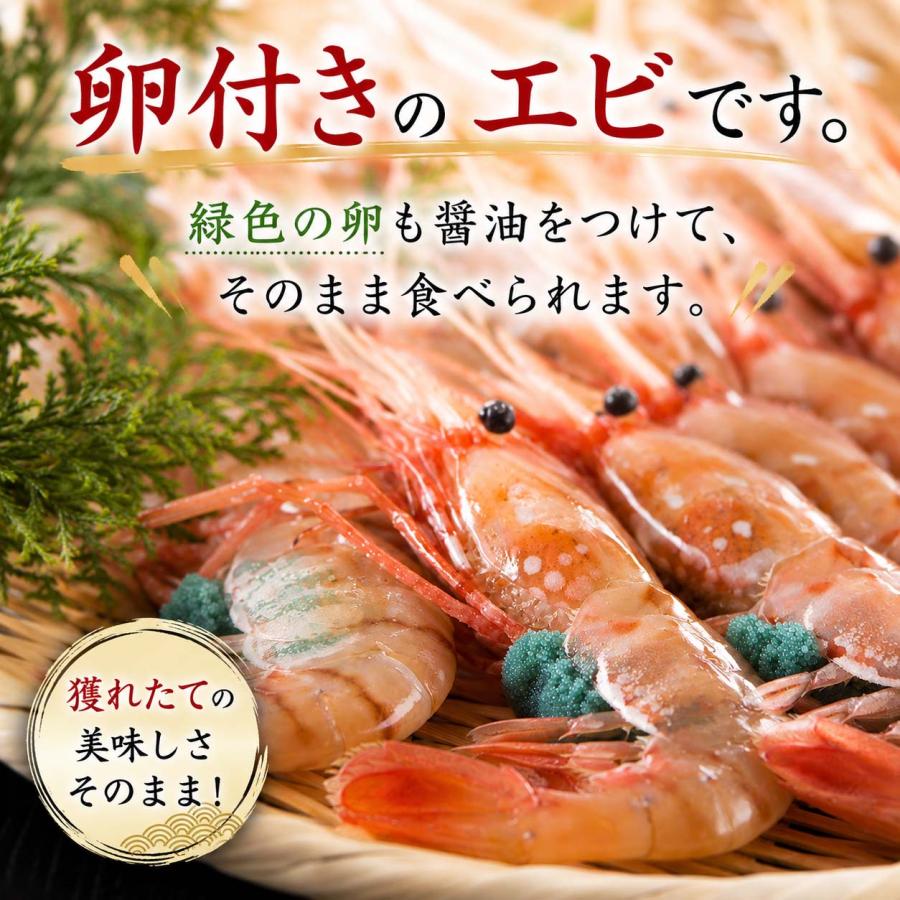 特大 子持ち ぼたんえび 2Lサイズ 500g (7〜9尾入) ボタンエビ 卵 海老