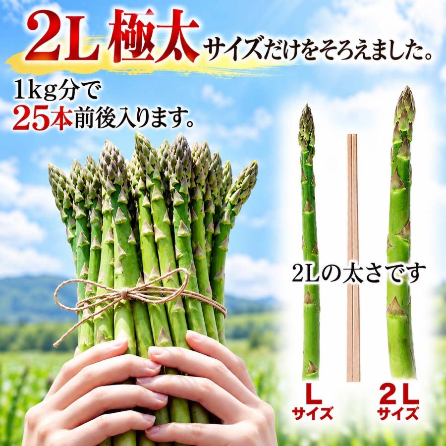 2027年度予約商品 送料無料 2Lサイズ 北海道 グリーン アスパラガス