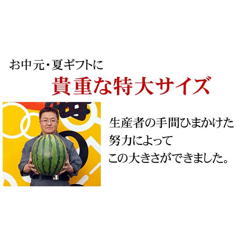 予約商品 送料無料 巨大 マドンナスイカ 秀品 5L~6Lサイズ 10〜11kg