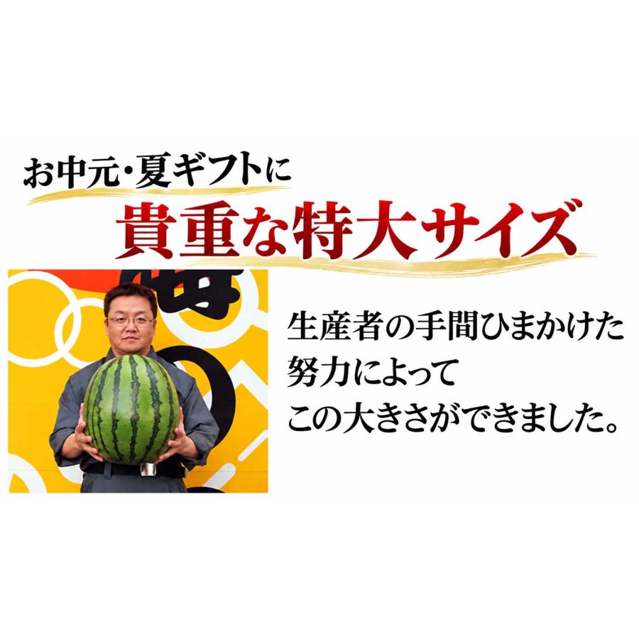 2027年度予約商品 送料無料 巨大 マドンナスイカ 秀品 5L〜6Lサイズ 10