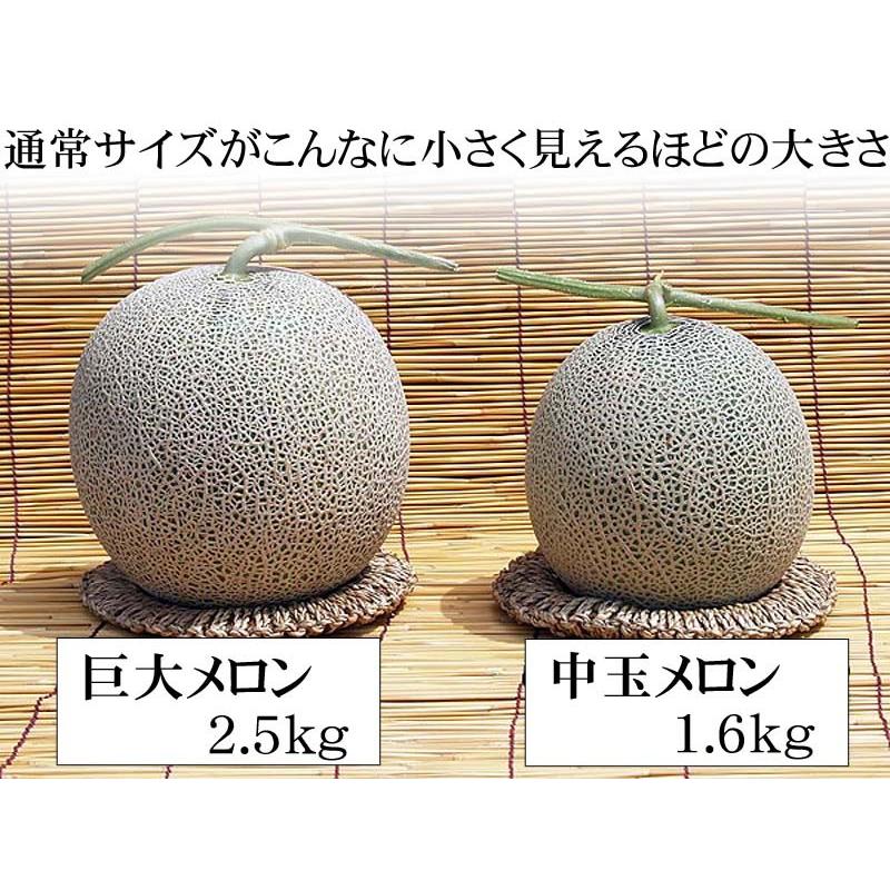 送料無料) 超特大 赤肉メロン 富良野メロン 3個で合計8kg 甘く 送料無料) 超特大 赤肉メロン 富良野メロン 3個で合計8kg 甘く