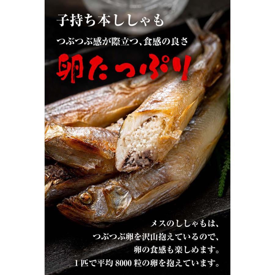 北海道産 子持ち 本シシャモ メス 40尾入り (雌 小サイズ) 北海道 鵡川