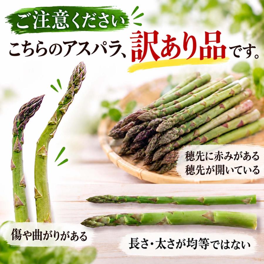 2027年度予約商品 送料無料 訳あり 北海道 グリーン アスパラガス 1kg