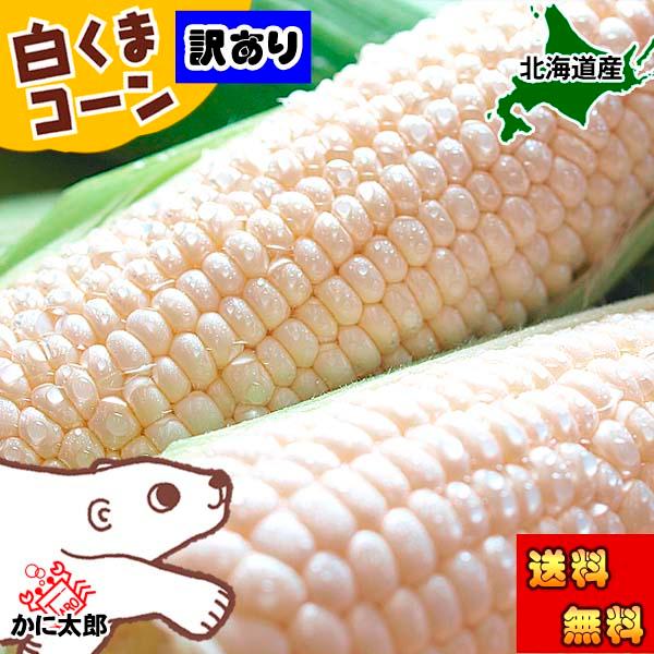 予約商品 送料無料 訳あり　北海道産 白い とうもろこし 白くまコーン　10〜12本入り トウモロコシ わけあり スイートコーン ホワイトコーン なんば コーン | ブランド登録なし