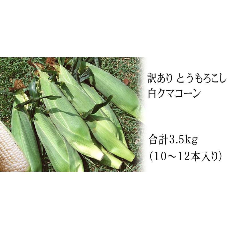 予約商品 送料無料 訳あり　北海道産 白い とうもろこし 白くまコーン　10〜12本入り トウモロコシ わけあり スイートコーン ホワイトコーン なんば コーン | ブランド登録なし | 02