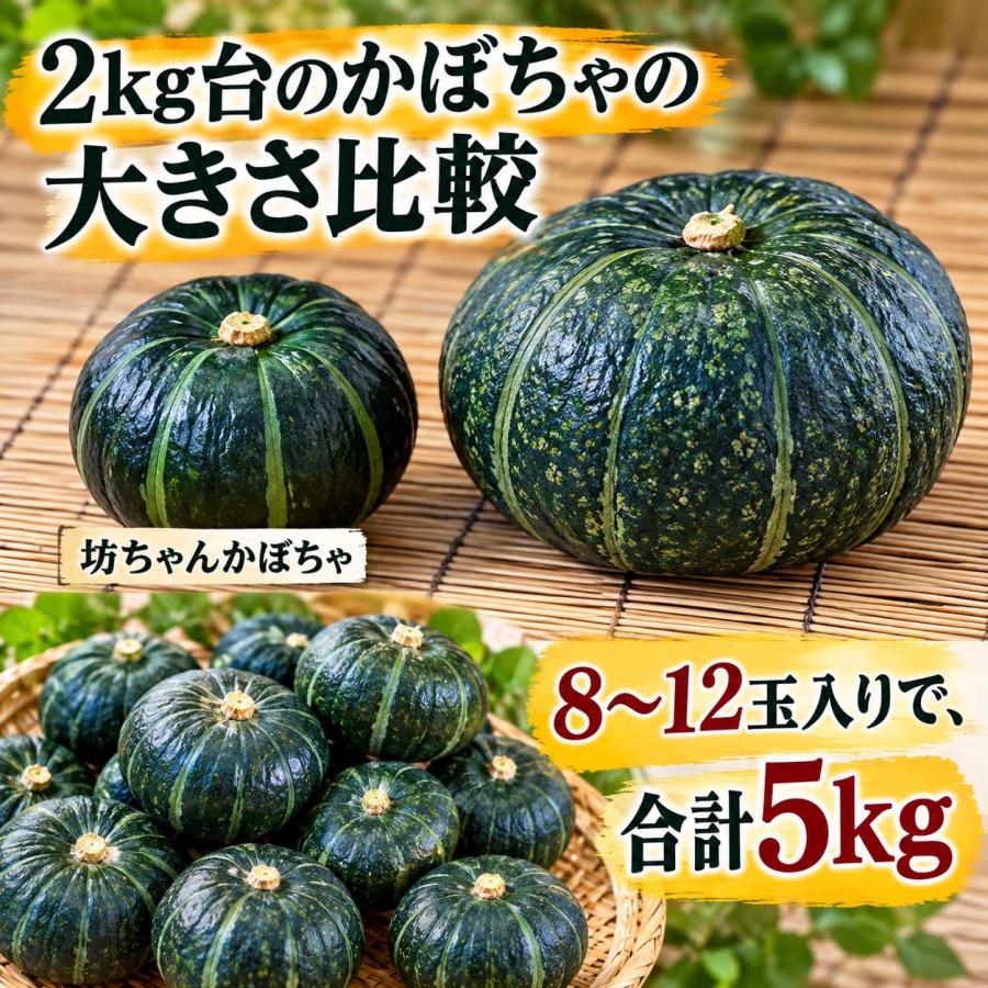 予約商品 送料無料 北海道産 小玉 カボチャ 坊ちゃんかぼちゃ 5kg前後