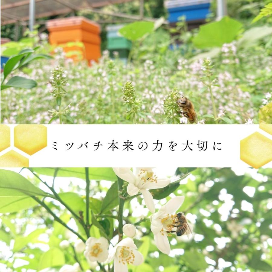 基本の蜂蜜セット120g×3本 【みかんの花・春・夏】 |  | 06