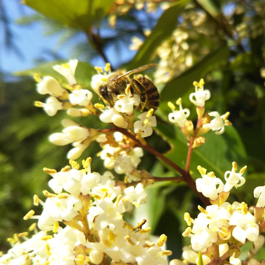 はちみつ4種セット1g 4本 みかんの花 春 夏 秋 4set 完熟屋 Yahoo 店 通販 Yahoo ショッピング