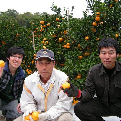 清見オレンジ4kg |  | 03